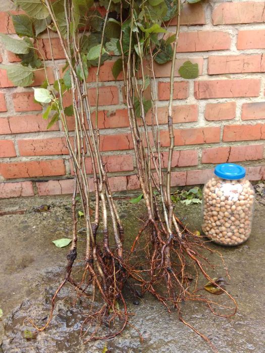 Саджанці Сливи/Чернослив/Обліпиха/Калина/Фундук/Туя/Горіх Грецький