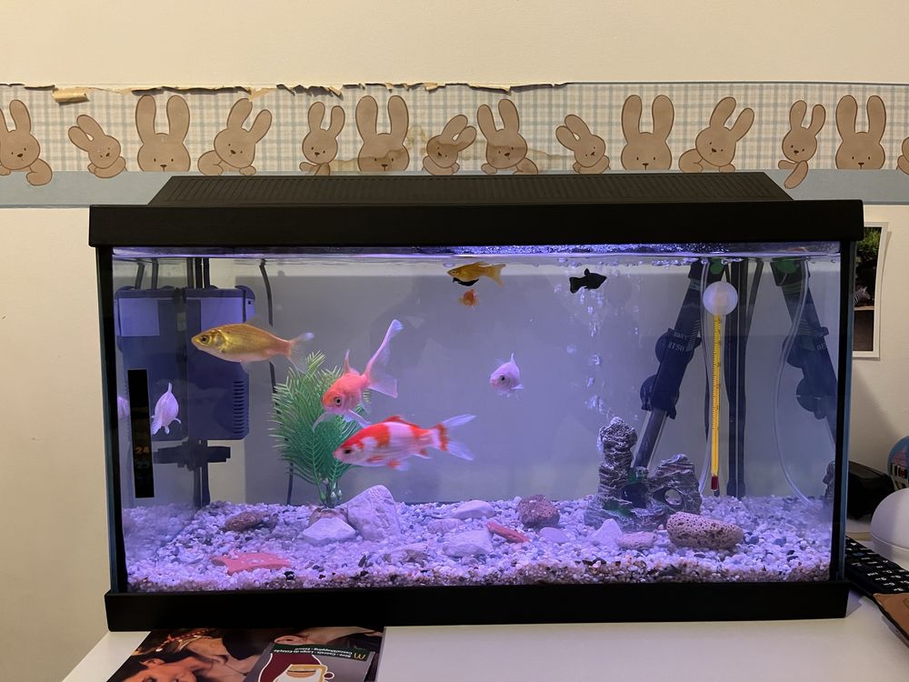 Aquario 30 litros (50x25x30)