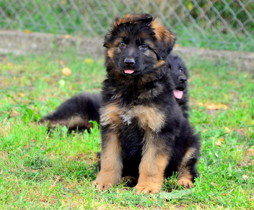 Owczarek Niemiecki Długowłosy Szczeniak Suczka