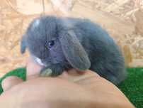 Mini Lop niebieskie oczy biały nosek miniaturka rex baranki karzełek