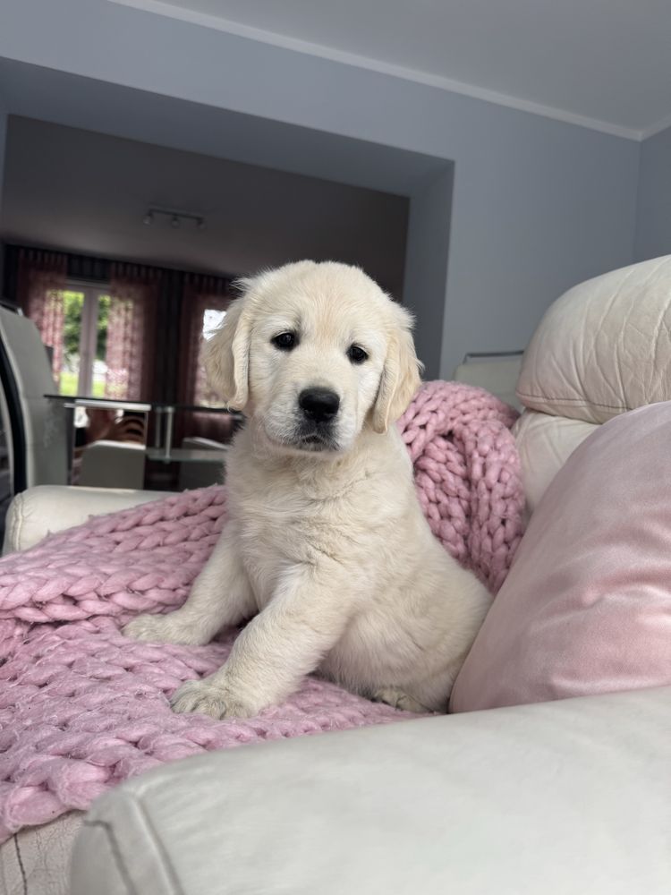 Golden Retriever FCI ZKwP Suczka Po Championie PL *GOTOWA DO ODBIORU*