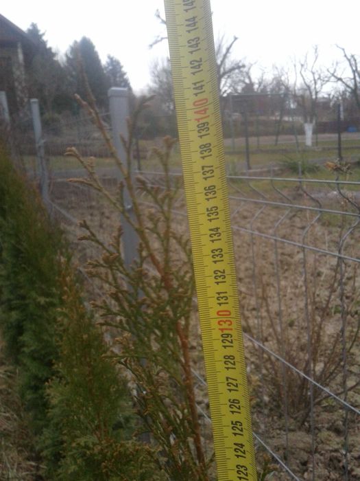 tuja szmaragd żywotnik golden  140 cm
