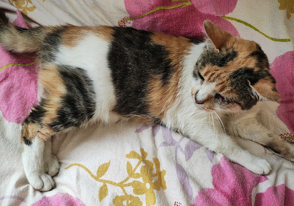 Ok 5 letnia Helenka do adopcji