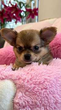 Chihuahua Piesek **Mini** do 1,5kg. Piękny Tricolor.