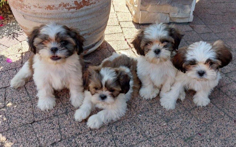 Shih-tzu z dokumentami
