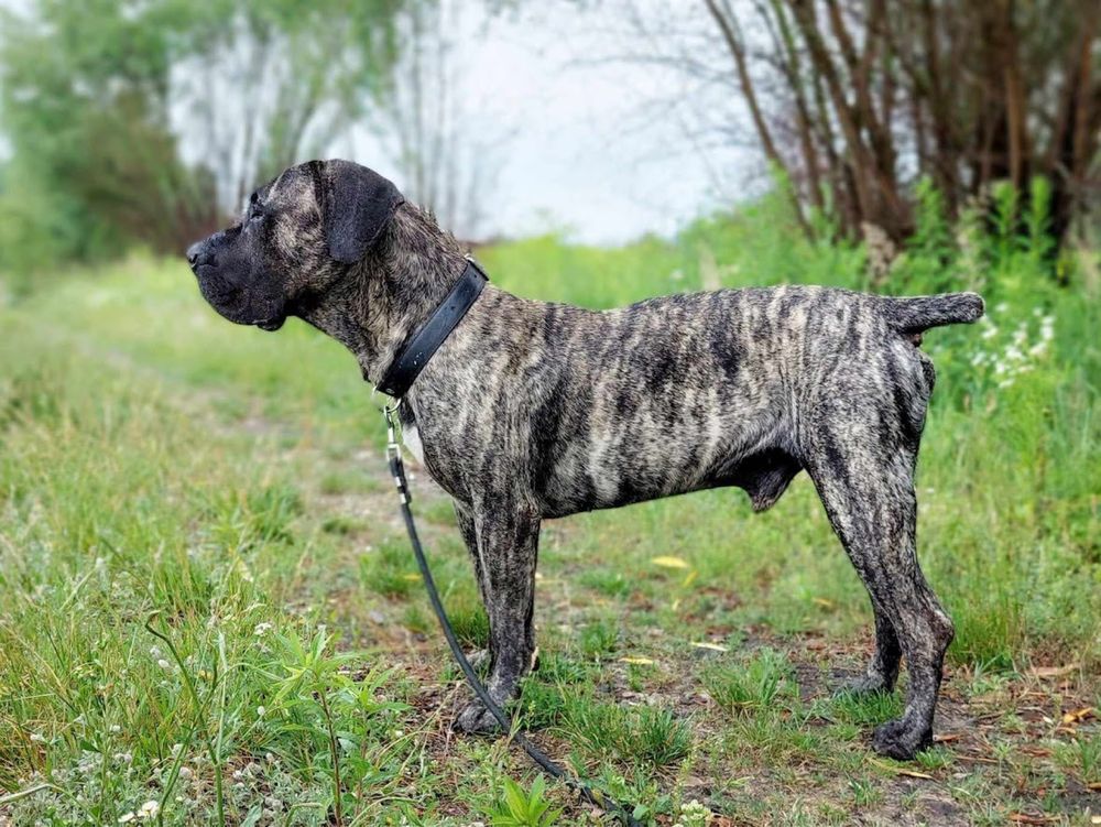 Filet - dog kanaryjski szuka doświadczojego domu