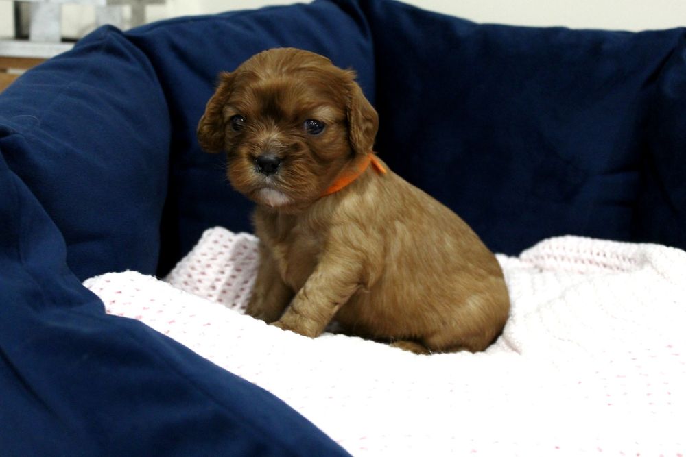 *Sunia* cavalier king charles spaniel Felicja