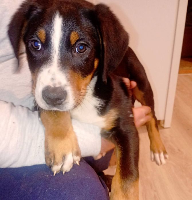 Duży szwajcarski pies pasterski, duży szwajcar, DSPP,  piesek