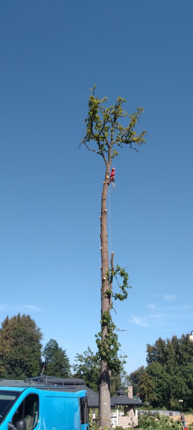 WYCINKA / Pielęgnacja Drzew TRUDNYCH metodą Alpinistyczną ( zwyżka )