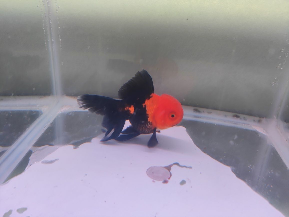 Oranda Ranchu grS sklep zoologiczny Pirania Olsztyn wysyłka