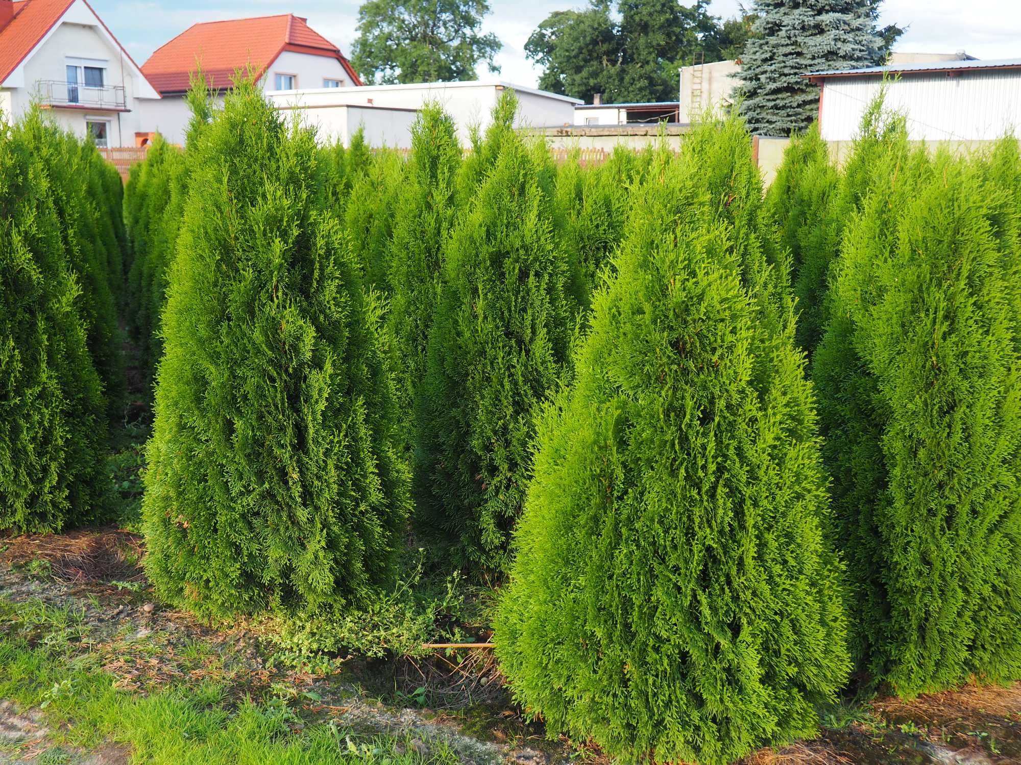 Tuje,tuja szmaragd 180- 220 cm