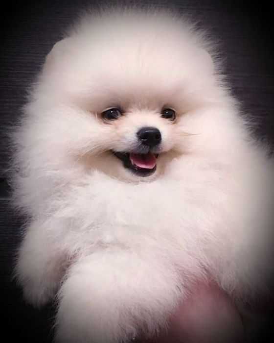 Шпиц, жених на вязку.