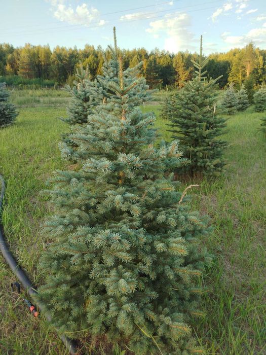 Choinki _ świerki _ przy trasie S7 (Białobrzegi)