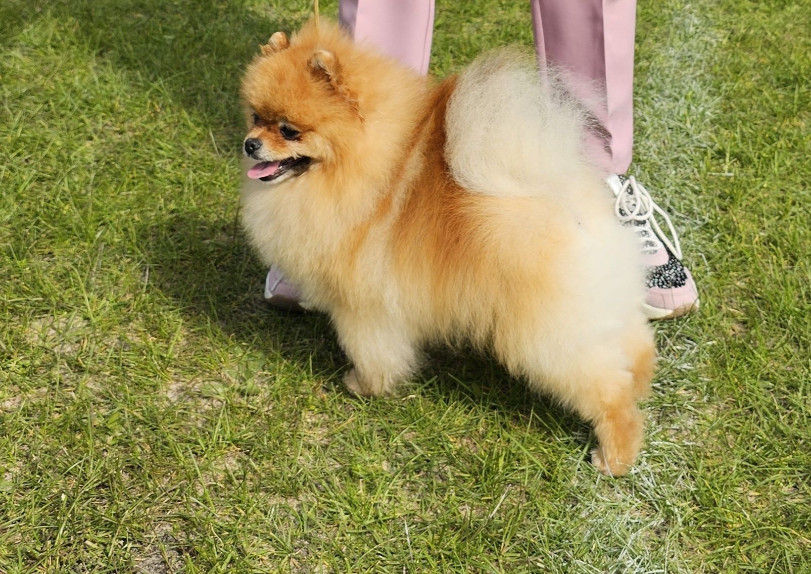 Piesek pomeranian ZKwP FCI do odbioru