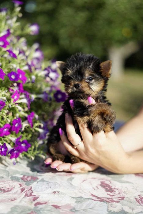 Хлопчики та дівчатка йорки