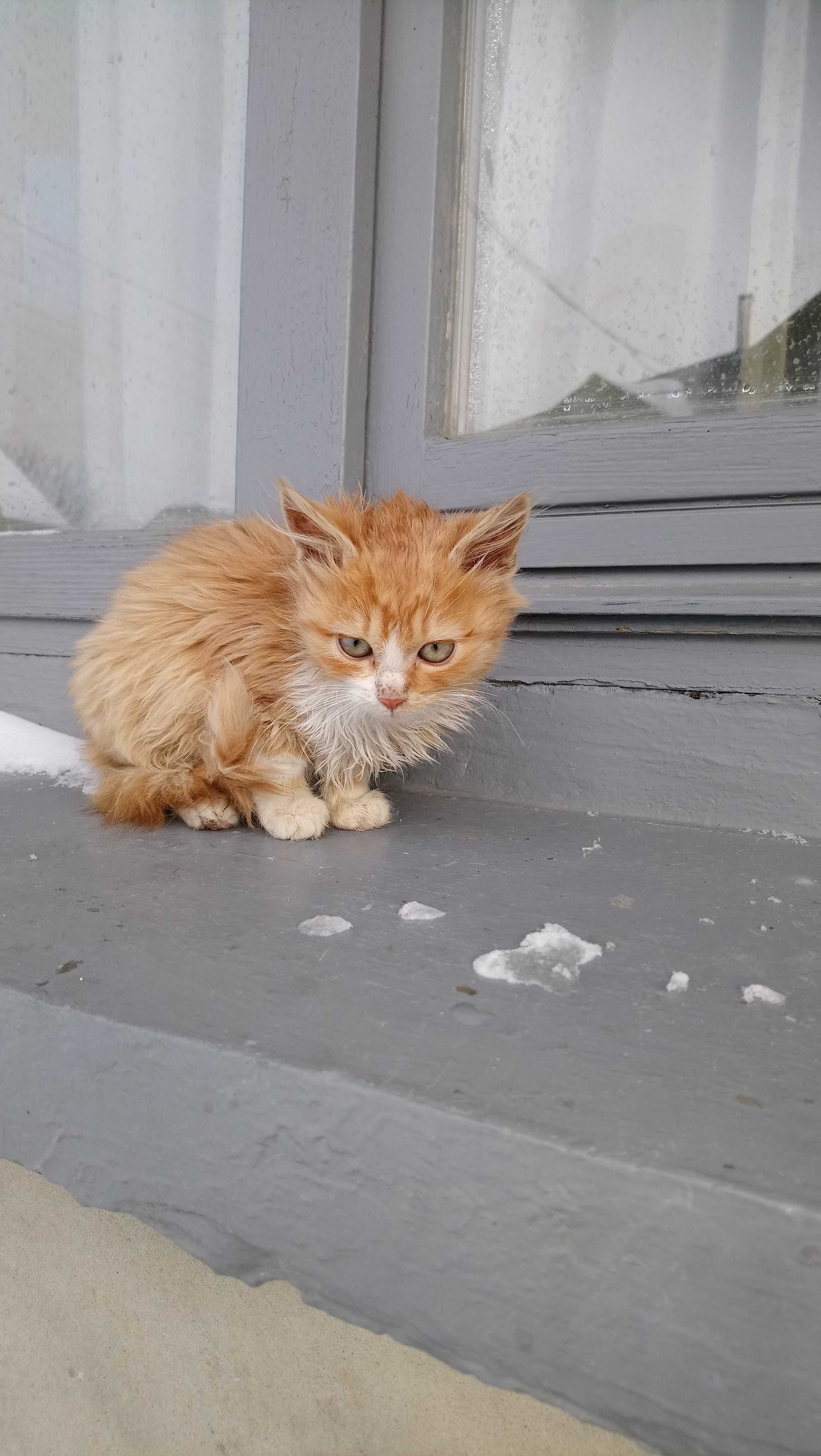 Віддам у хороші руки кошенят