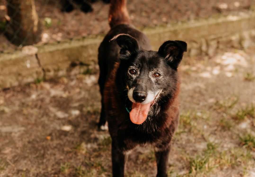 Urocza seniorka Mela szuka domu!!!