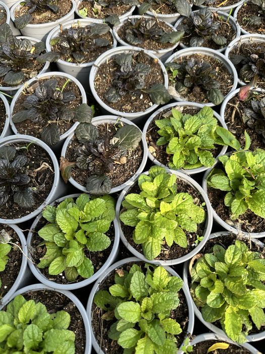 Ajuga Dąbrówka rozłogowa