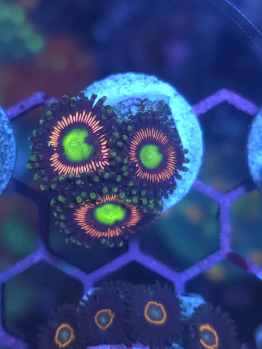 Zoas, corais de água salgada