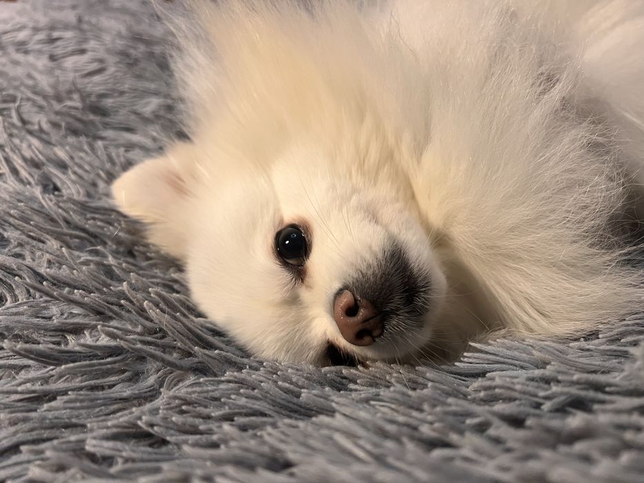 Вʼязка шпіц  білий