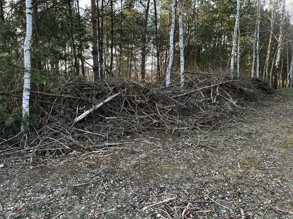 Gałęzie - głównie  sosna