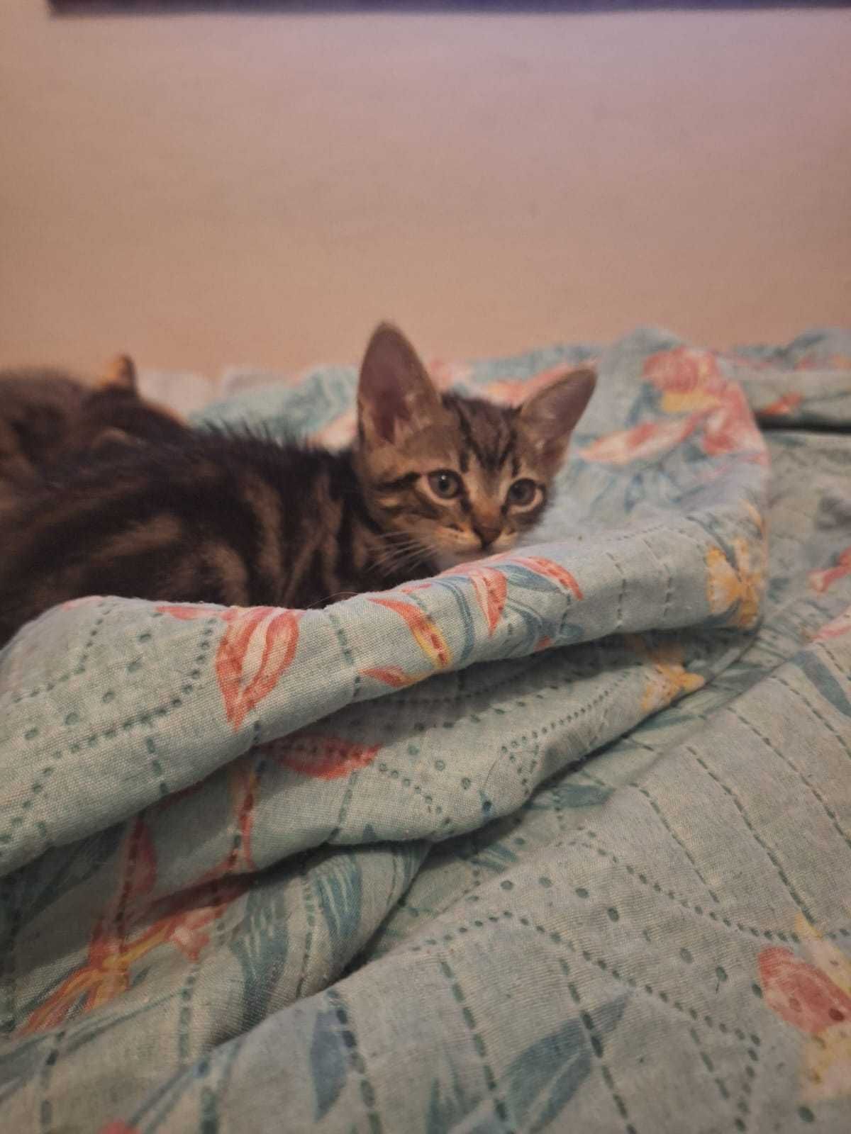 Dou gatinho bebé macho faz 2 meses dia 20