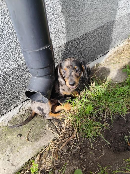 Jamnik krótkowłosy merle