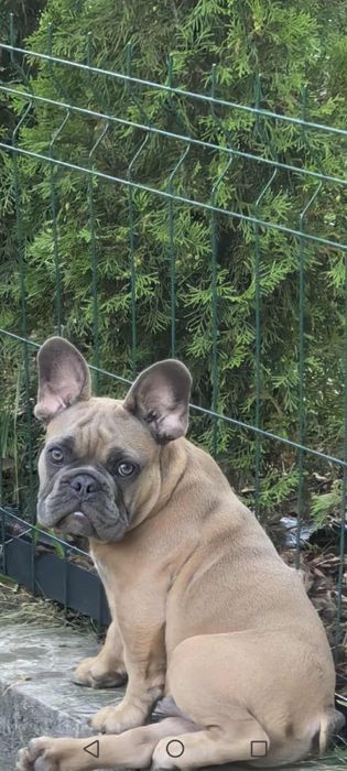Buldog francuski