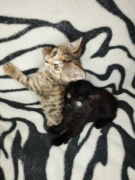 Oddam małe kotki w dobre ręce