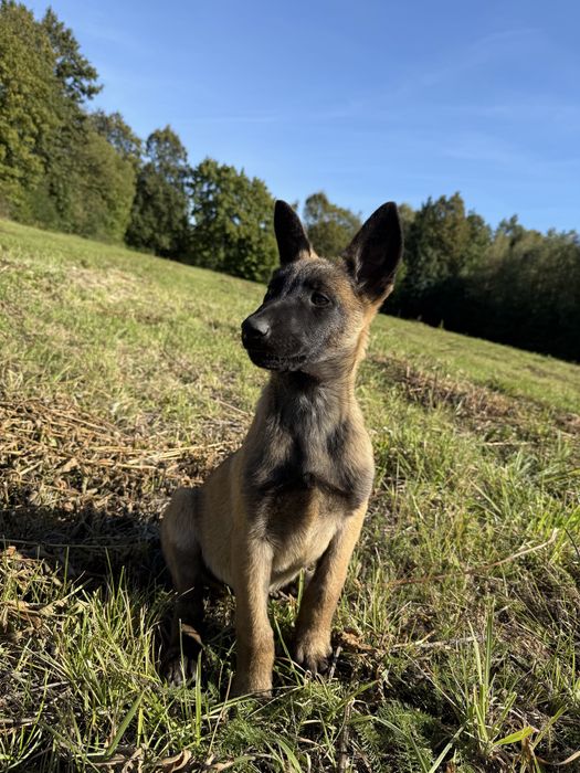 Szczeniaki owczarek belgisjki