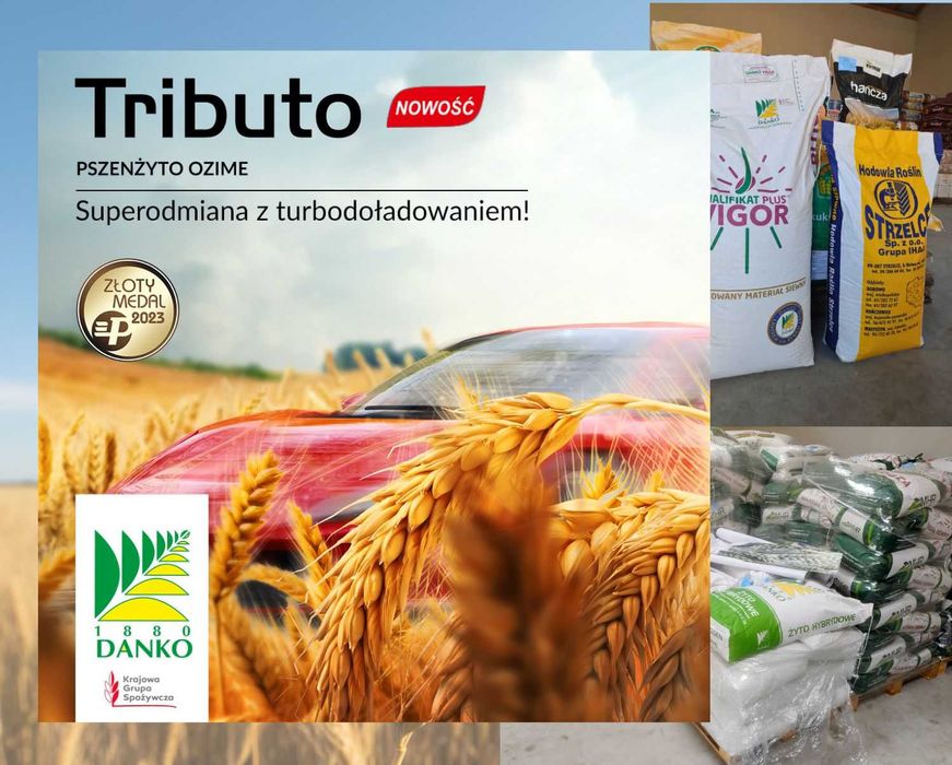 Kwalifikowane pszenżyto Tributo C1, pszenica Euforia nasiona na siew