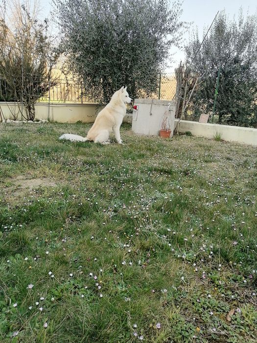 Вязка Сибирский Хаски в Активном поиске