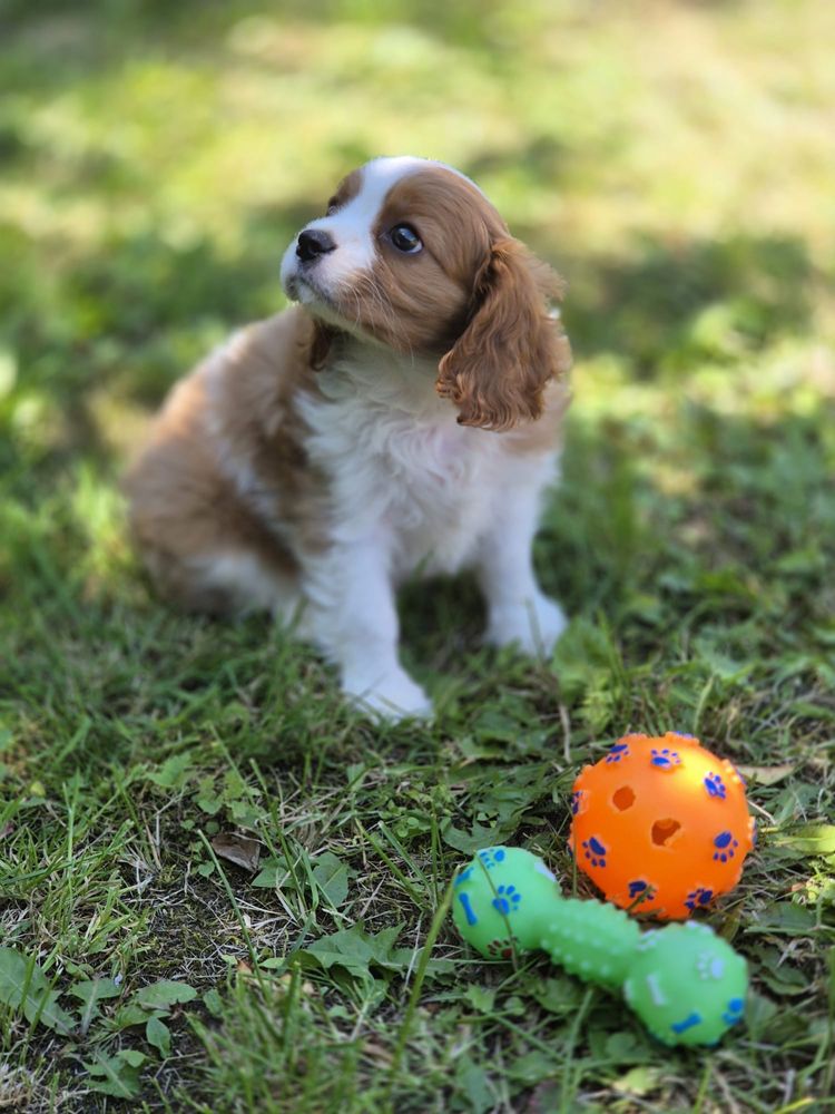 Cavalier King Charles Spaniel - urocza suczka