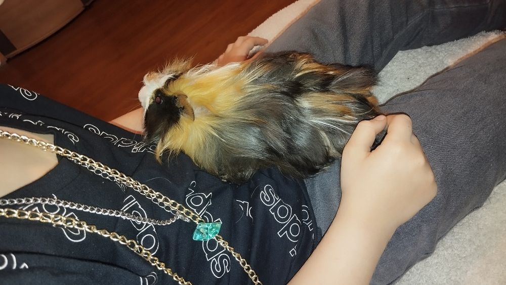 Świnka morska rozetka samiec