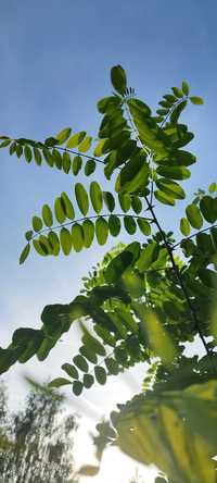 Robinia akacjowa akacja grochodrzew sadzonki drzewka drzewko