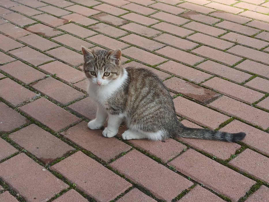 Kot, kocur, kocurek - oddam w dobre ręce