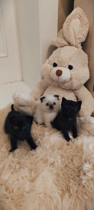 Шотландські кошенята