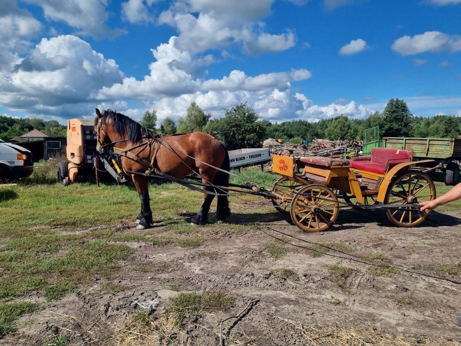 Ogier zimnokrwisty sprzedam lub zamienię