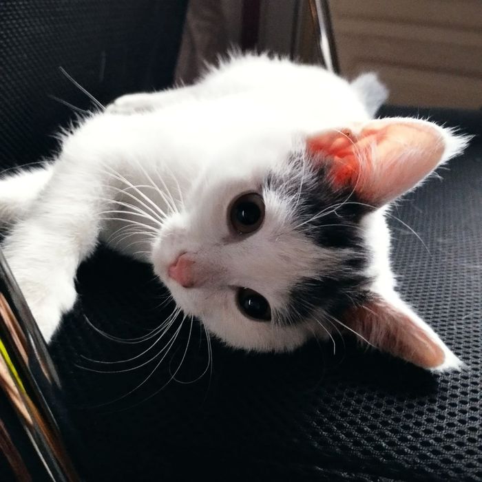 Котенок девочка 3 месяца