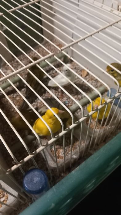 Canários e exóticos