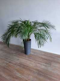 Пальма арека (дипсис) 150х115 см.
