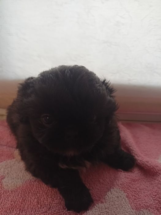 Продам цуценят пекінесів