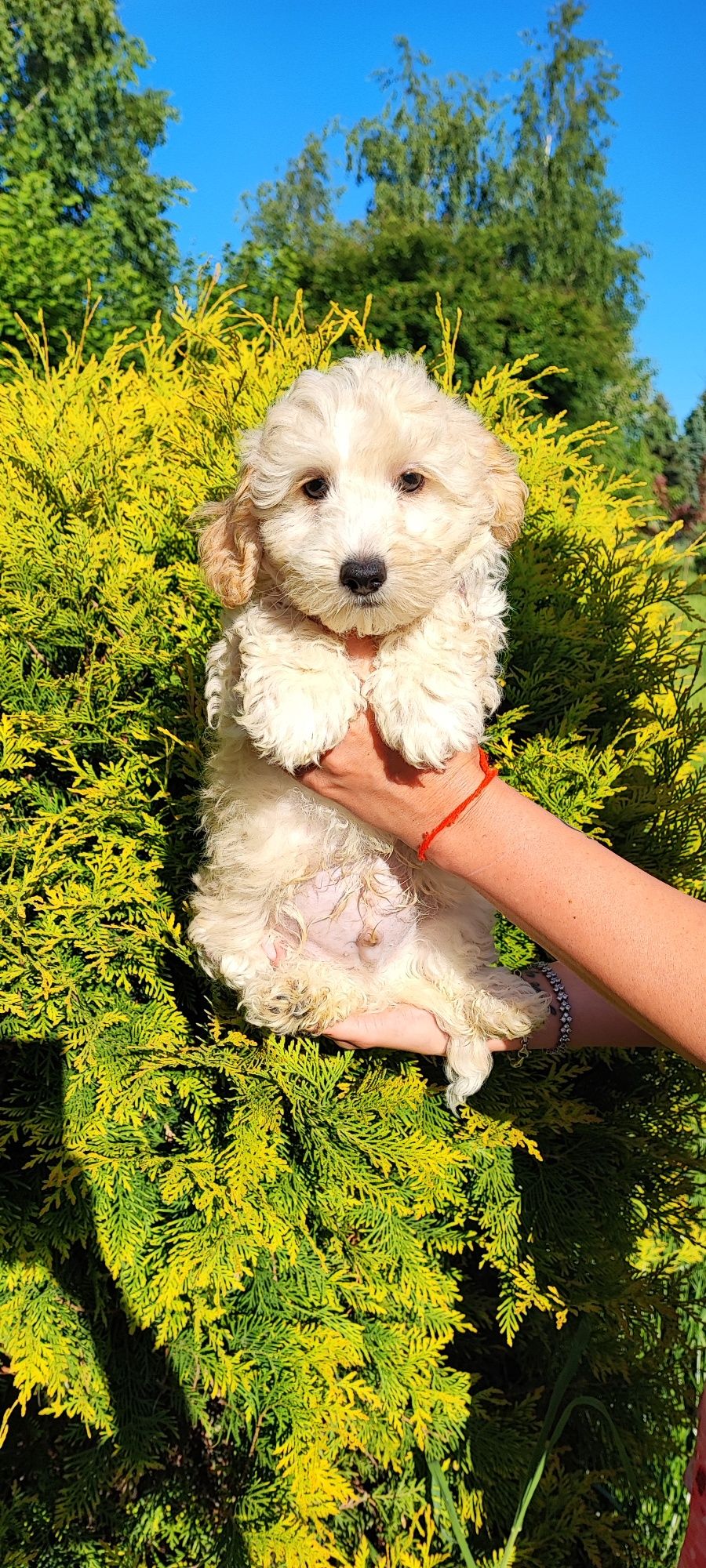 Maltipoo maltańczyk pudel