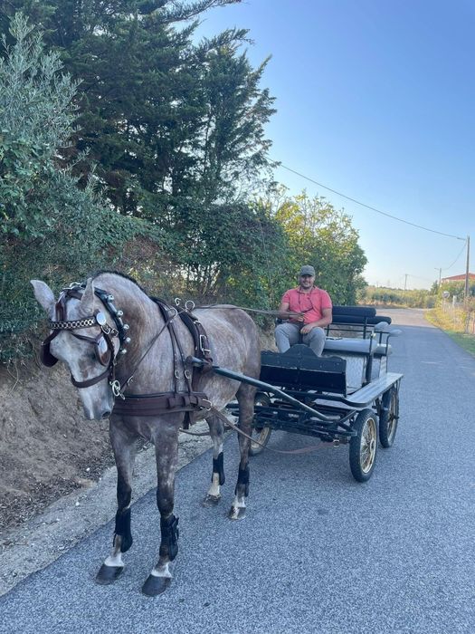 Para venda cavalo