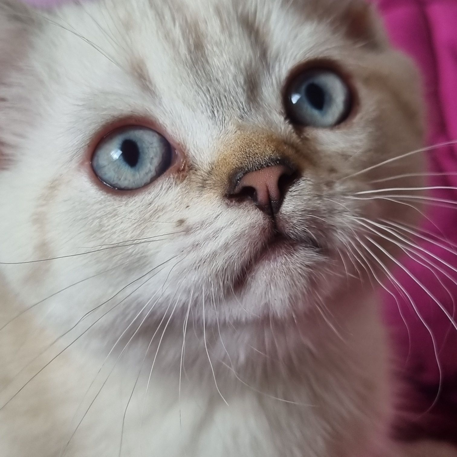 Срочно цена снижена  шикарные шотландские котики!
