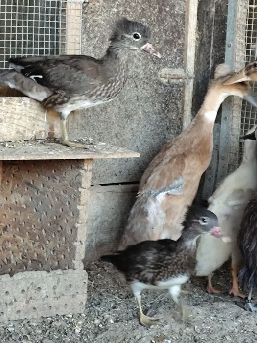 Fêmeas de Pato Mandarim