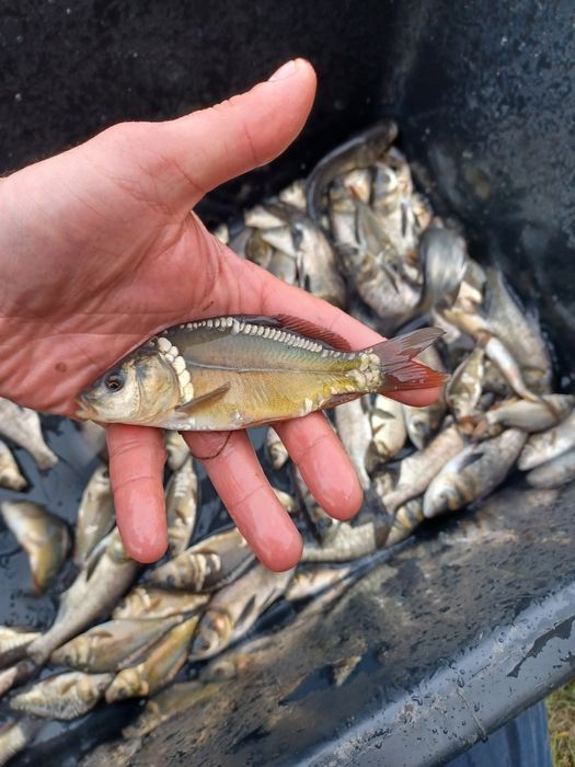 Karp narybek  / kroczek  . Jesiotr  , Lin , Amur .