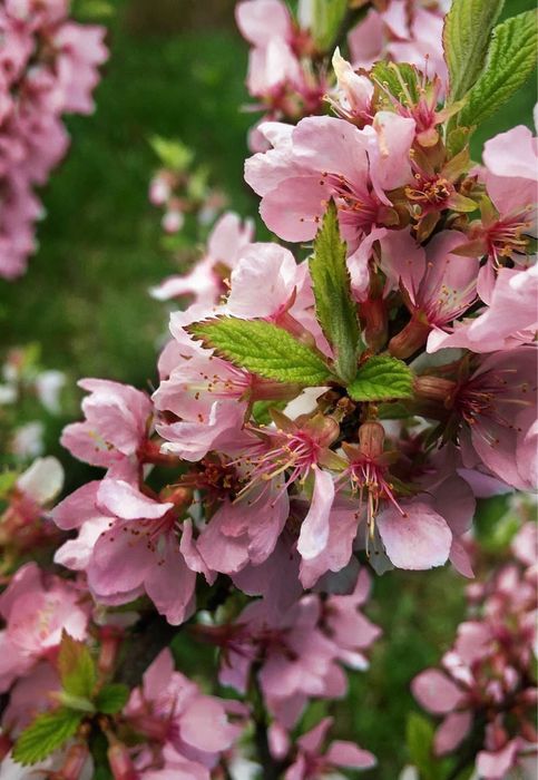 Войлочна вишня саджанці / Войлочная вишня саженцы