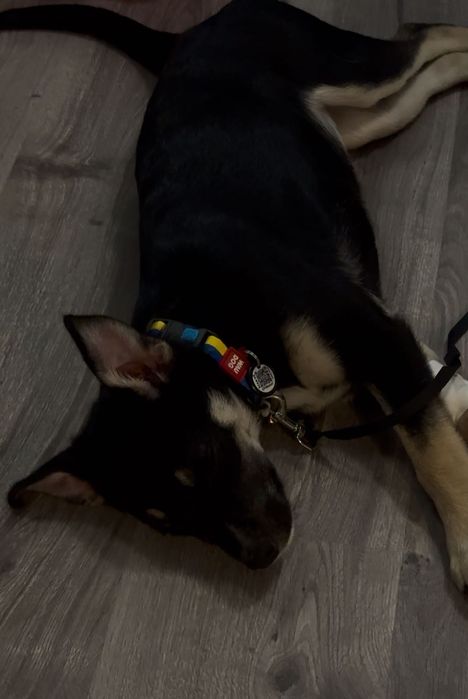 ШУКАЄ РОДИНУ Це Юкі, їй 4 місяці,вона оброблена та вакцинована