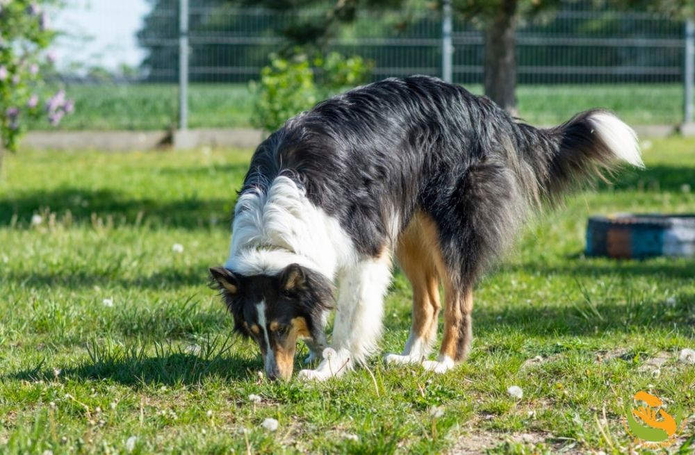Max owczarek szkocki do adopcji